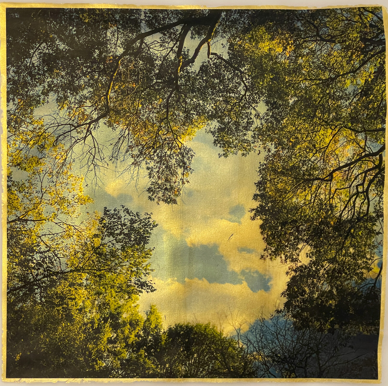 Sky through the trees